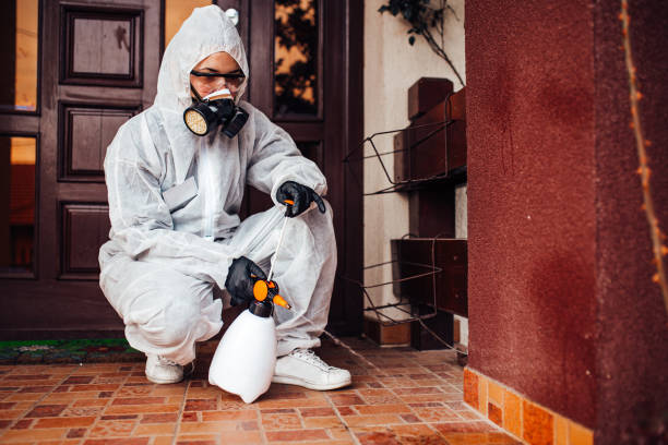 Attic and Crawl Space Rodent Treatment in Ajo