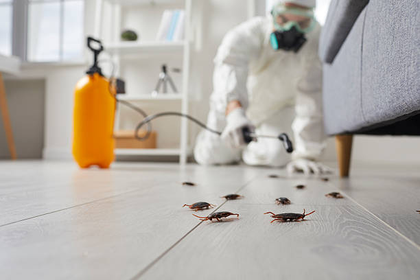 Commercial Rodent Management in Ajo